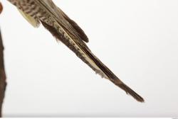 Tail Cockatiel